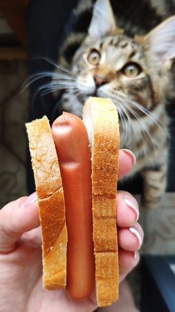 Maine Coon lies trying to paw to select sandwich with a sausage from the hands of the hostess, selective focusの写真素材