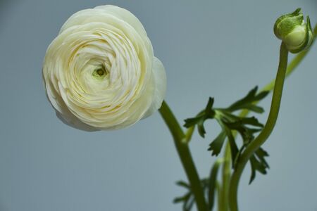 Bouquet of white ranunculus in glass vase on a dark background, original background or conceptの写真素材
