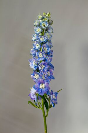 Close-up of a blooming white-blue delphinium against light gray wall, greeting or festive conceptの写真素材