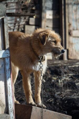 Chained up dog near wooden kennel, dog guards house in the countrysideの写真素材