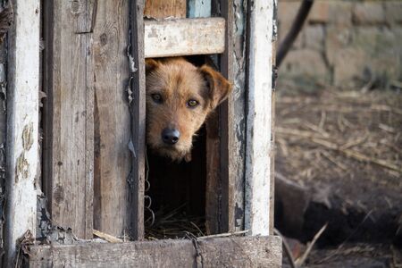 Chained up dog laying in wooden kennel with head out waiting to be released