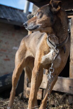 Chained up dog near wooden kennel, dog guards house in the countrysideの写真素材