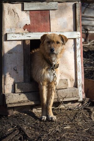 Chained up dog laying in wooden kennel with head out waiting to be releasedの写真素材