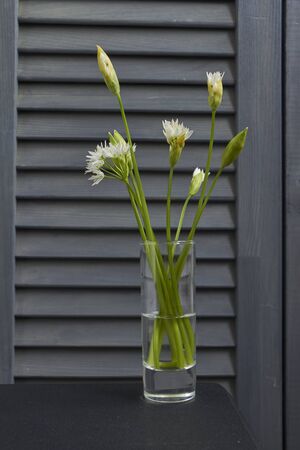 Close-up fragile white wild leek flowers in wineglass on kitchen background, selective focusの写真素材