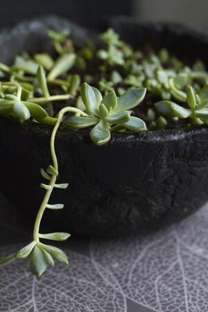 Green curly succulent plant in modern black concrete planter on kitchen background, selective focusの写真素材