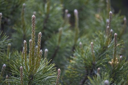 New fresh brunches of evergreen juniper in park, blurred background. Herbal medicine.の写真素材