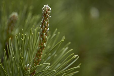 New fresh brunches of evergreen juniper in park, blurred background. Herbal medicine.の写真素材