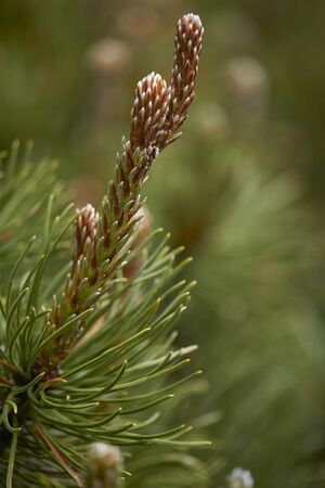 New fresh brunches of evergreen juniper in park, blurred background. Herbal medicine.