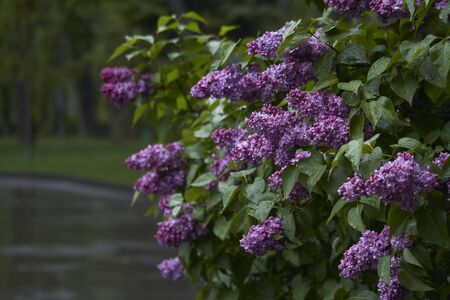 Close-up of blooming lilacs under rain against park or garden background, selective focusの写真素材
