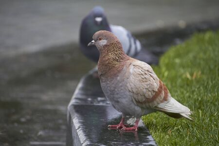 Closeup of bird dove on sidewalk in public park in the rain, selective focusの写真素材