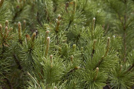 New fresh brunches of evergreen juniper in park, blurred background. Herbal medicine.の写真素材