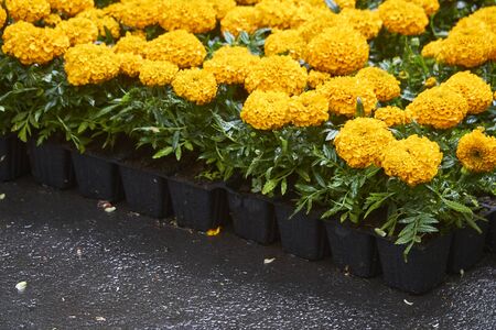 Lot of bright seedlings of flowers in plastic containers ready for planting on flowerbed in public park, selective focusの写真素材