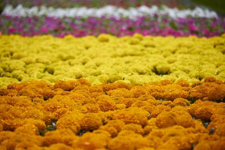Lot of bright seedlings of flowers in plastic containers ready for planting on flowerbed in public park, selective focusの写真素材