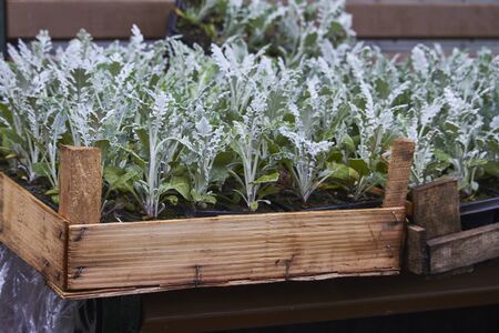 Lot of bright seedlings of flowers in plastic containers ready for planting on flowerbed in public park, selective focusの写真素材