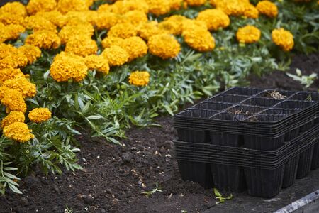 Lot of bright seedlings of flowers in plastic containers ready for planting on flowerbed in public park, selective focusの写真素材