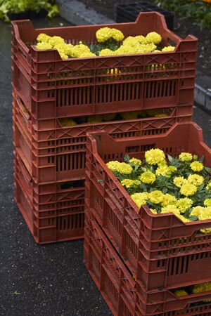 Lot of bright seedlings of flowers in plastic containers ready for planting on flowerbed in public park, selective focusの写真素材