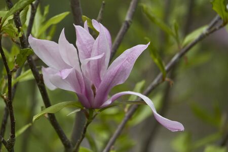 Closeup of magnolia flower in the park after the rain, selective focusの写真素材