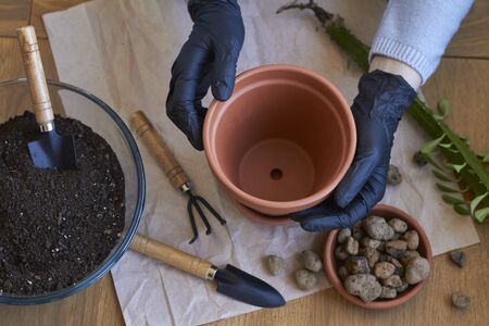 Step by step transplanting home plant aloe vera into brown clay flower pot, female hands transplant plant into home gardenの写真素材