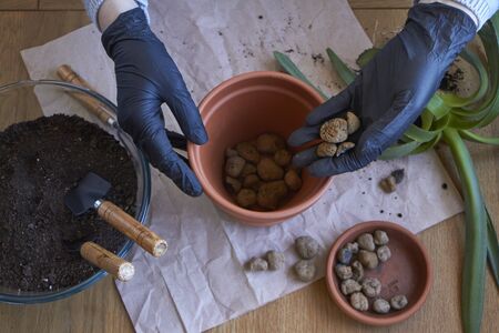 Step by step transplanting home plant aloe vera into brown clay flower pot, female hands transplant plant into home gardenの写真素材
