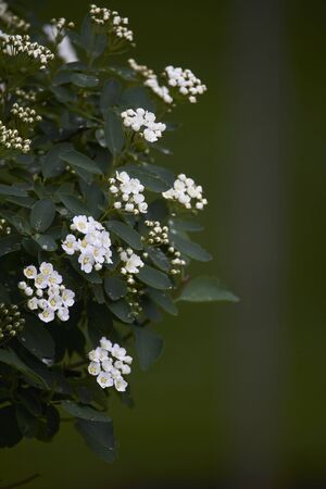 Bird-cherry tree branch blossom on green leaves background, selective focusの写真素材