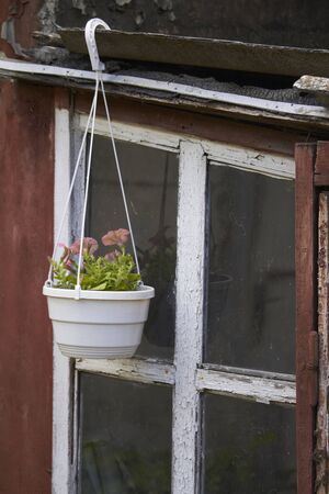 Flower pot with petunias on old peeling window background in house ruins, selective focusの写真素材