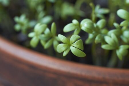 Garden cress sprouts, front view macro food photo. Green seedlings and young plants of healthy microgreen. Selective focus.の写真素材