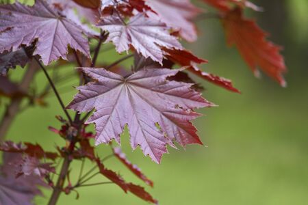 Japanese maple Acer palmatum atropurpureum on blurry green background. Young leaves of red color. Selective focus.の写真素材