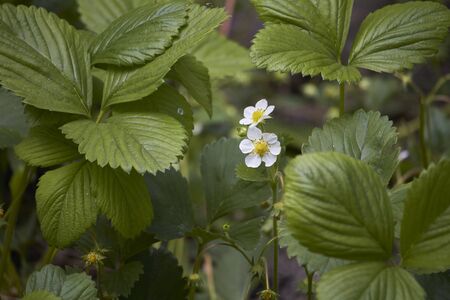 Garden strawberries bloom in the ground, small white garden strawberry flowers, selective focusの写真素材