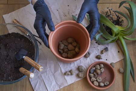 Step by step transplanting home plant aloe vera into brown clay flower pot, female hands transplant plant into home gardenの写真素材