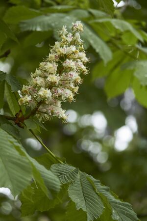 White chestnut flowers on green tree leaves background, selective focusの写真素材