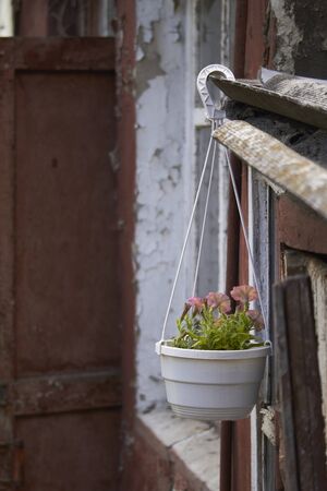 Flower pot with petunias on old peeling window background in house ruins, selective focusの写真素材