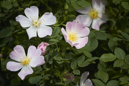 Blooming bright pink wild rose flower, dog rose, rosa canina, rosehip on green leaves background, selective focusの写真素材