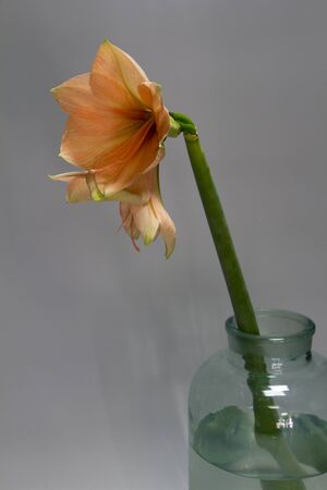 Close up peach colour hippeastrum flower in vase isolate on a light gray background, greeting card or conceptの写真素材