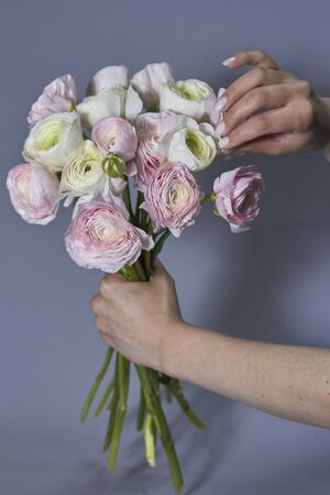 Spring flowers bouquet in female hands. Pink and white ranunculus flowers isolated on gray backdrop. Beautiful buttercup bouquet.の写真素材