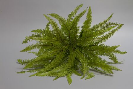 Tropical Umbrella Fern leaves on grey backdrop, selective focusの写真素材