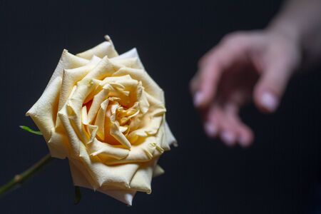 Beautiful beige rose with blossoming petals and female hand on blurry dark background, selective focusの写真素材