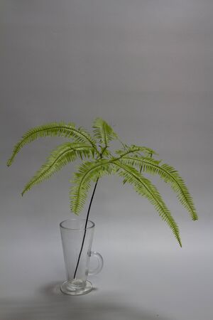 Tropical Umbrella Fern branch in glass cup on gray backdrop, selective focusの写真素材