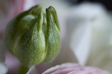Blurred macro flower background. Tender flowers petals macro. Greeting card for woman day. Cream rose flower.の写真素材