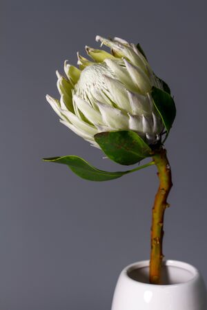 Close-up white king protea flower in minimalistic ceramic vase on grey background, selective focusの写真素材