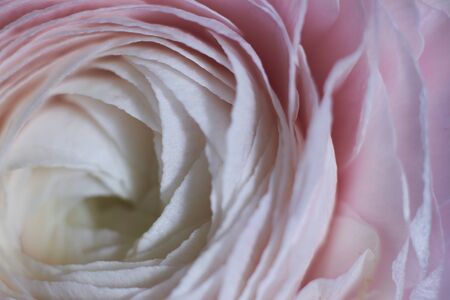 Blurred macro flower background. Tender flowers petals macro. Greeting card for woman day. Cream rose flower.の写真素材