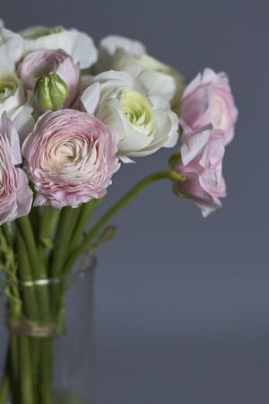 Spring flowers bouquet. Pink and white ranunculus flowers isolated on gray backdrop. Beautiful buttercup bouquet.の写真素材