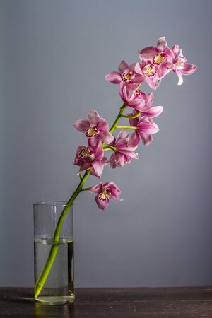Glass vase with branch of purple orchid on gray backdrop, selective focusの写真素材
