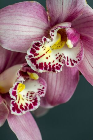 Extreme close up branch of purple orchid on gray background, selective focusの写真素材