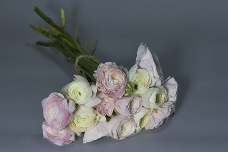 Spring flowers bouquet. Pink and white ranunculus flowers isolated on gray backdrop. Beautiful buttercup bouquet.の写真素材