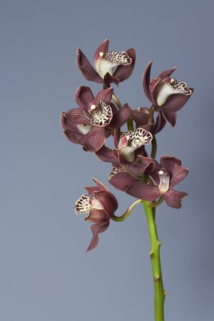 Close up branch of purple orchid on gray background, selective focusの写真素材