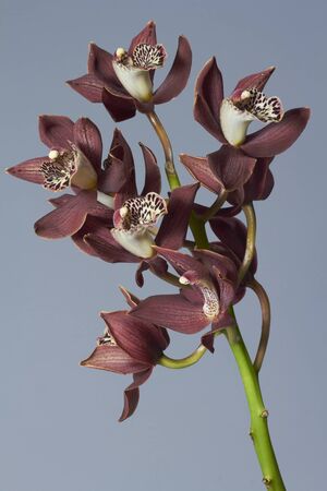 Close up branch of purple orchid on gray background, selective focusの写真素材