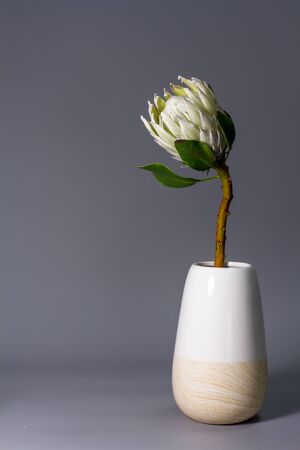 Close-up white king protea flower in minimalistic ceramic vase on grey background, selective focusの写真素材