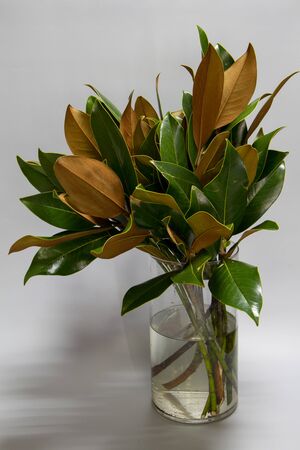Close up bouquet of fresh green and brown magnolia leaves in glass bottle on gray background, selective focusの写真素材