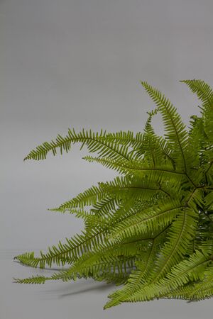 Tropical Umbrella Fern leaves on grey backdrop, selective focusの写真素材