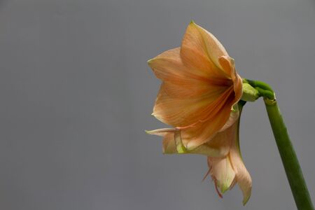 Close up peach colour hippeastrum flower in vase isolate on a light gray background, greeting card or conceptの写真素材